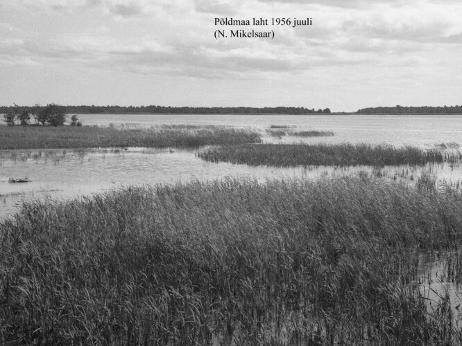 Maakond: Saaremaa Veekogu nimi: Põldmaa laht Pildistamise aeg: juuli 1956 Pildistaja: N. Mikelsaar Pildistamise koht: teadmata Asimuut: