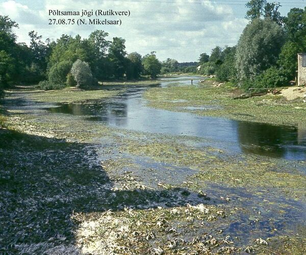 Maakond: Järvamaa Veekogu nimi: Põltsamaa jõgi Pildistamise aeg: 27. august 1975 Pildistaja: N. Mikelsaar Pildistamise koht: Rutikvere vastuvoolu Asimuut: