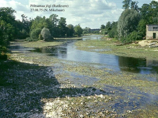 Maakond: Järvamaa Veekogu nimi: Põltsamaa jõgi Pildistamise aeg: 27. august 1975 Pildistaja: N. Mikelsaar Pildistamise koht: Rutikvere vastuvoolu Asimuut: