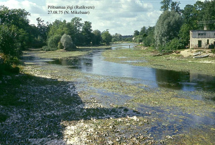 Maakond: Järvamaa Veekogu nimi: Põltsamaa jõgi Pildistamise aeg: 27. august 1975 Pildistaja: N. Mikelsaar Pildistamise koht: Rutikvere vastuvoolu Asimuut: