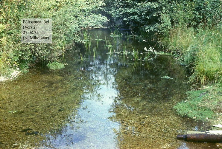 Maakond: Järvamaa Veekogu nimi: Põltsamaa jõgi Pildistamise aeg: 27. august 1975 Pildistaja: N. Mikelsaar Pildistamise koht: Vorsti, ilus koht allpool silda Asimuut: