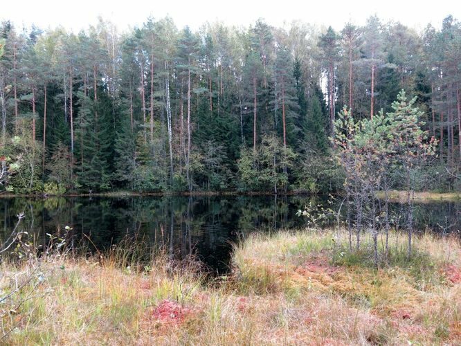 Maakond: Ida-Virumaa Veekogu nimi: Potrijärv Pildistamise aeg: 24. september 2014 Pildistaja: H. Timm Pildistamise koht: teadmata Asimuut: