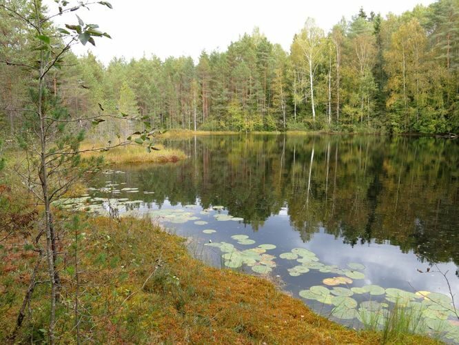 Maakond: Ida-Virumaa Veekogu nimi: Potrijärv Pildistamise aeg: 24. september 2014 Pildistaja: H. Timm Pildistamise koht: teadmata Asimuut: