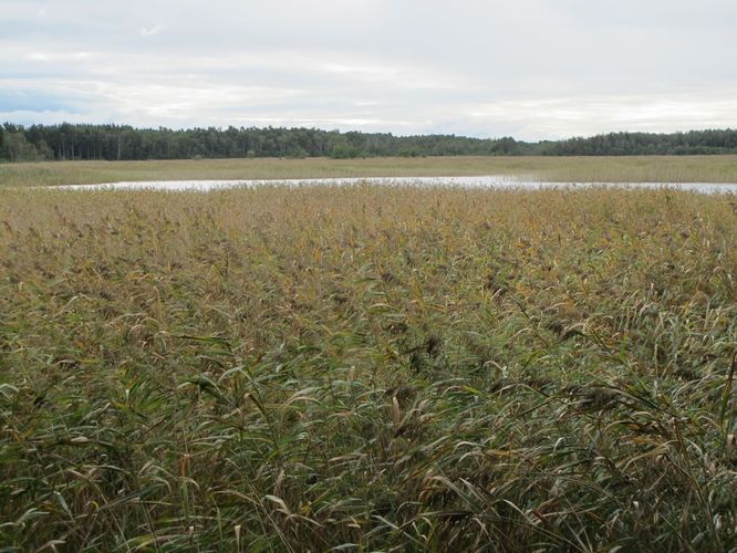 Maakond: Läänemaa Veekogu nimi: Prästvike Pildistamise aeg: 16. september 2011 Pildistaja: H. Timm Pildistamise koht: teadmata Asimuut: