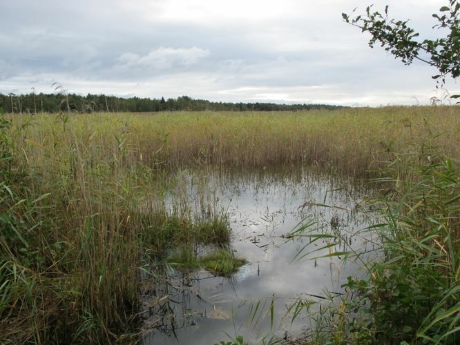 Maakond: Läänemaa Veekogu nimi: Prästvike Pildistamise aeg: 16. september 2011 Pildistaja: H. Timm Pildistamise koht: teadmata Asimuut: