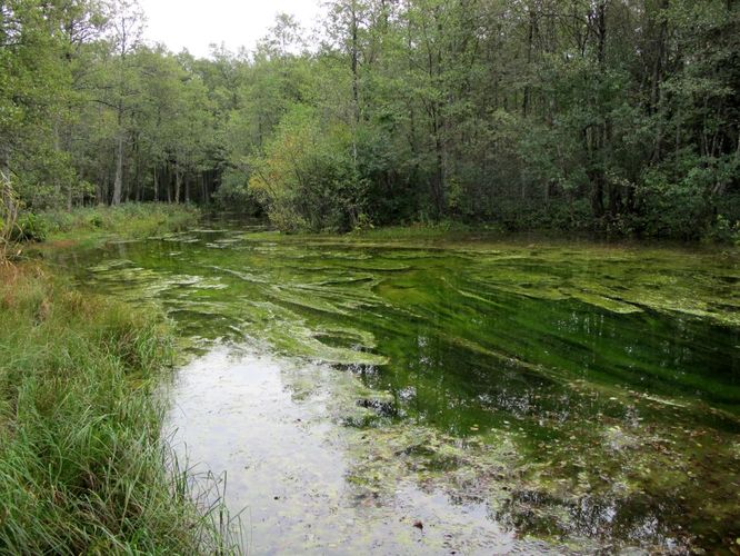 Maakond: Läänemaa Veekogu nimi: Prästvike Suurallikas Pildistamise aeg: 16. september 2011 Pildistaja: H. Timm Pildistamise koht: teadmata Asimuut: