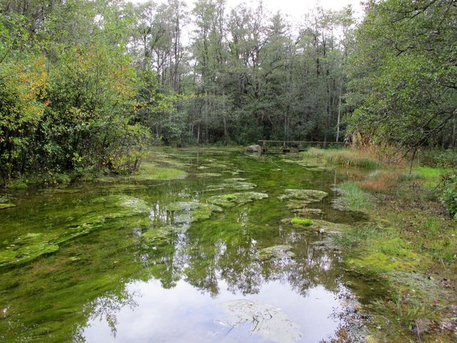 Maakond: Läänemaa Veekogu nimi: Prästvike Suurallikas Pildistamise aeg: 16. september 2011 Pildistaja: H. Timm Pildistamise koht: teadmata Asimuut: