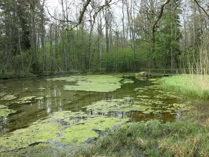 Maakond: Läänemaa Veekogu nimi: Prästvike Suurallikas Pildistamise aeg: 14. mai 2014 Pildistaja: H. Timm Pildistamise koht: teadmata Asimuut: