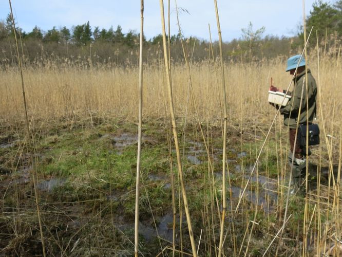 Maakond: Läänemaa Veekogu nimi: Prästvike allikas Pildistamise aeg: 14. mai 2014 Pildistaja: H. Timm Pildistamise koht: teadmata Asimuut: