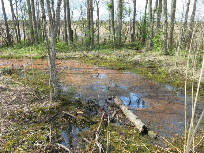 Maakond: Läänemaa Veekogu nimi: Prästvike allikas Pildistamise aeg: 14. mai 2014 Pildistaja: H. Timm Pildistamise koht: teadmata Asimuut: