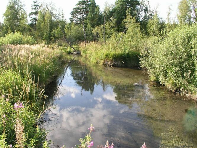 Maakond: Lääne-Virumaa Veekogu nimi: Preedi jõgi Pildistamise aeg: august 2003 Pildistaja: H. Timm Pildistamise koht: teadmata Asimuut: