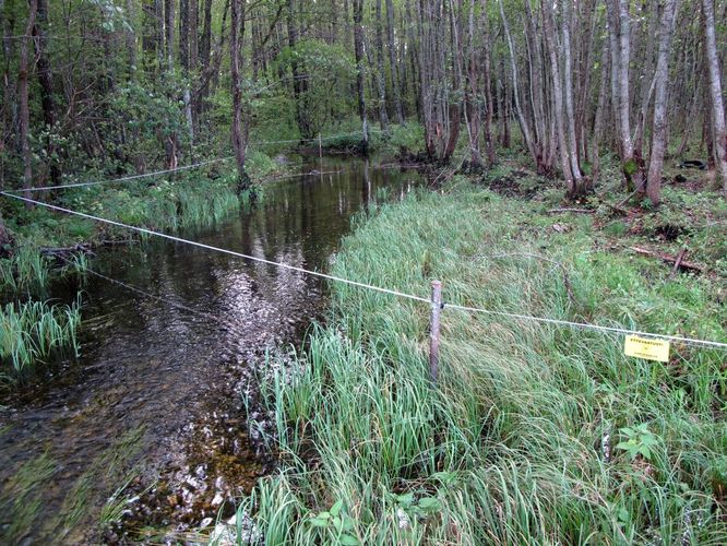 Maakond: Läänemaa Veekogu nimi: Prestviigi oja Pildistamise aeg: 16. september 2011 Pildistaja: H. Timm Pildistamise koht: teadmata Asimuut: