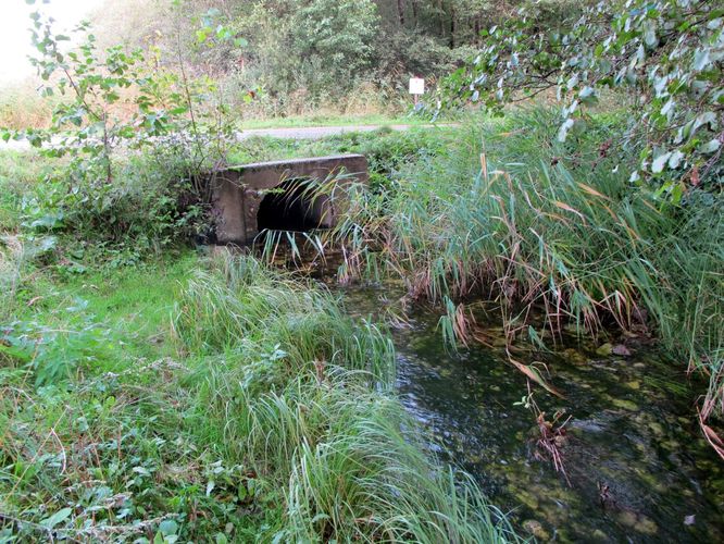 Maakond: Läänemaa Veekogu nimi: Prestviigi oja Pildistamise aeg: 16. september 2011 Pildistaja: H. Timm Pildistamise koht: teadmata Asimuut: