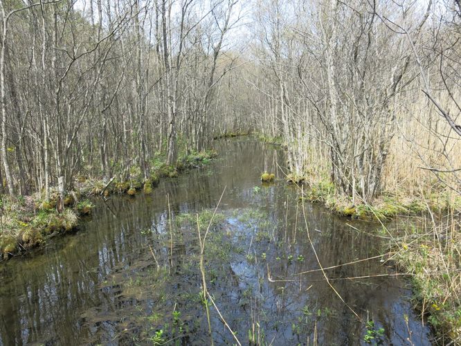 Maakond: Läänemaa Veekogu nimi: Prestviigi oja Pildistamise aeg: 14. mai 2014 Pildistaja: H. Timm Pildistamise koht: teadmata Asimuut: