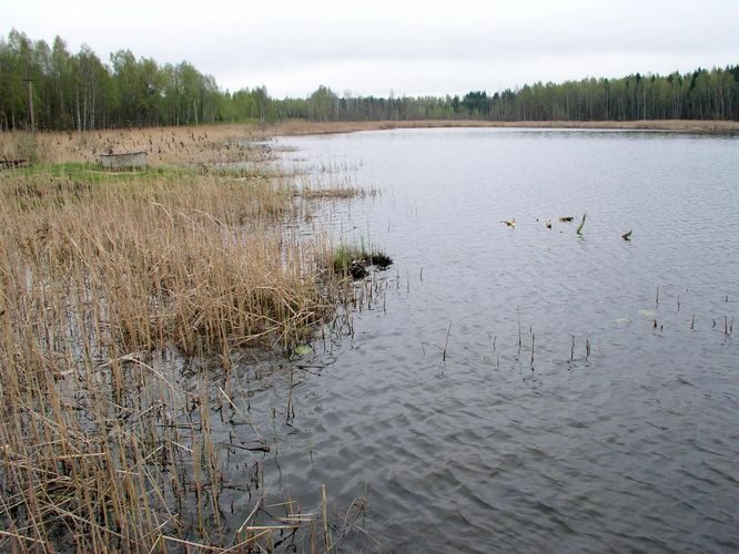 Maakond: Jõgevamaa Veekogu nimi: Prossa järv Pildistamise aeg: 18. mai 2005 Pildistaja: H. Timm Pildistamise koht: teadmata Asimuut: