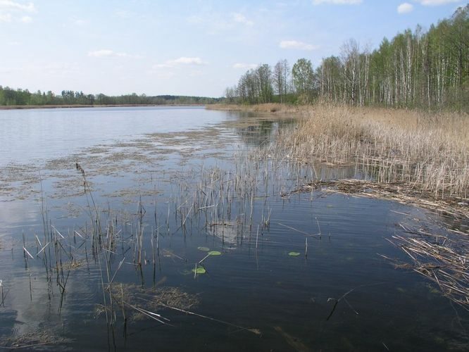 Maakond: Jõgevamaa Veekogu nimi: Prossa järv Pildistamise aeg: 11. mai 2006 Pildistaja: H. Timm Pildistamise koht: teadmata Asimuut: