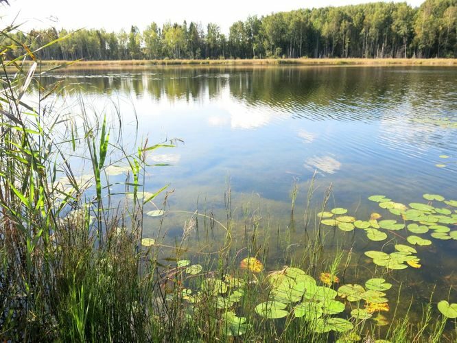 Maakond: Jõgevamaa Veekogu nimi: Prossa järv Pildistamise aeg: 4. september 2013 Pildistaja: H. Timm Pildistamise koht: teadmata Asimuut: