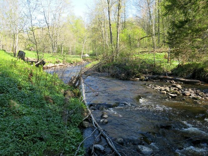 Maakond: Ida-Virumaa Veekogu nimi: Pudisoo jõgi Pildistamise aeg: 15. mai 2013 Pildistaja: H. Timm Pildistamise koht: Sae Asimuut: