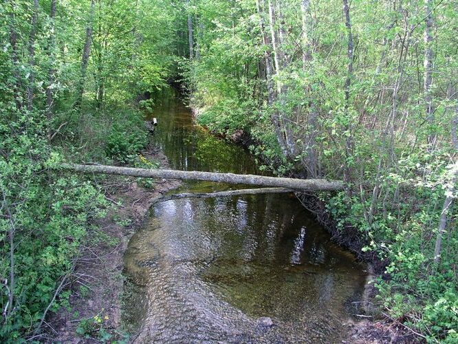 Maakond: Saaremaa Veekogu nimi: Pühajõgi Pildistamise aeg: 14. mai 2008 Pildistaja: H. Timm Pildistamise koht: teadmata Asimuut: