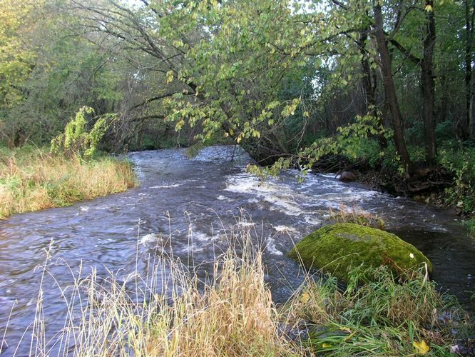 Maakond: Ida-Virumaa Veekogu nimi: Pühajõgi Pildistamise aeg: 6. mai 2009 Pildistaja: H. Timm Pildistamise koht: Pühajõe Asimuut: