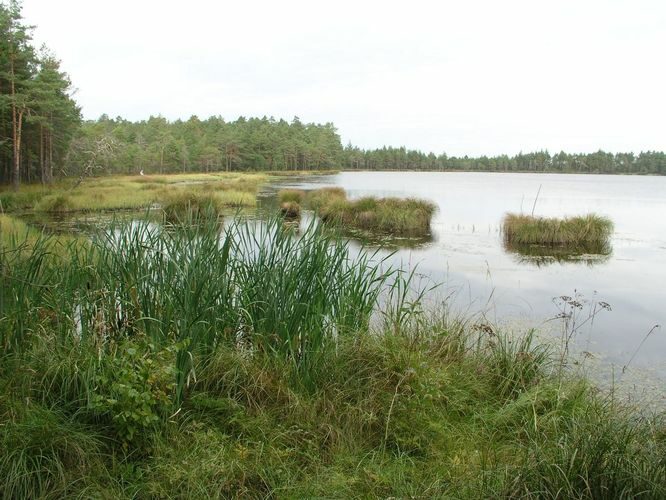 Maakond: Ida-Virumaa Veekogu nimi: Puhatu Martiska järv Pildistamise aeg: 12. september 2007 Pildistaja: H. Timm Pildistamise koht: teadmata Asimuut: