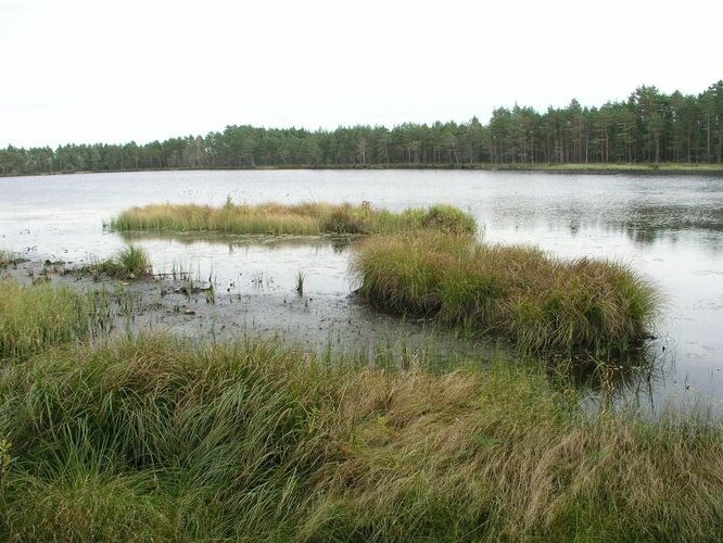 Maakond: Ida-Virumaa Veekogu nimi: Puhatu Martiska järv Pildistamise aeg: 12. september 2007 Pildistaja: H. Timm Pildistamise koht: teadmata Asimuut: