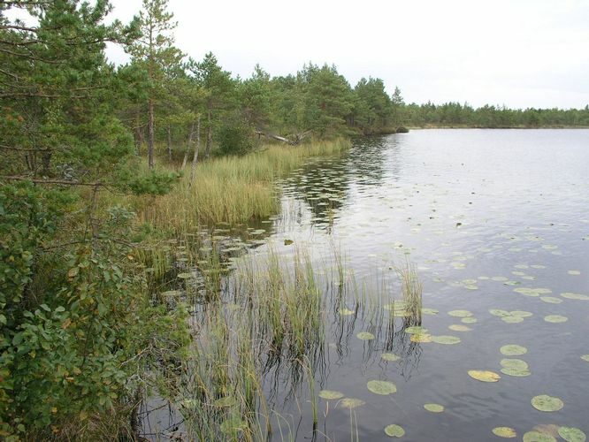 Maakond: Ida-Virumaa Veekogu nimi: Puhatu Suurjärv Pildistamise aeg: 12. september 2007 Pildistaja: H. Timm Pildistamise koht: teadmata Asimuut: