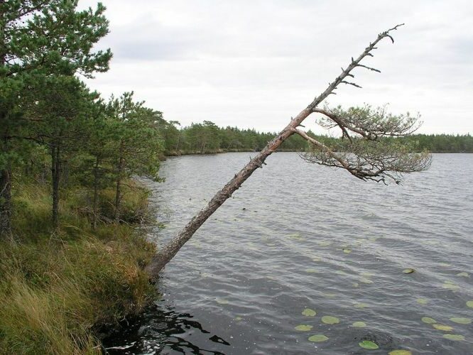 Maakond: Ida-Virumaa Veekogu nimi: Puhatu Suurjärv Pildistamise aeg: 12. september 2007 Pildistaja: H. Timm Pildistamise koht: teadmata Asimuut: