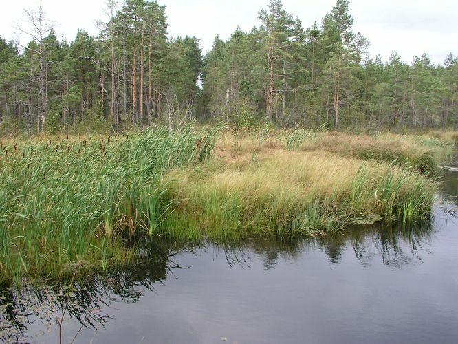 Maakond: Ida-Virumaa Veekogu nimi: Puhatu Suurjärvest tulev kraav Pildistamise aeg: 12. september 2007 Pildistaja: H. Timm Pildistamise koht: suubub Korponi järve Asimuut: