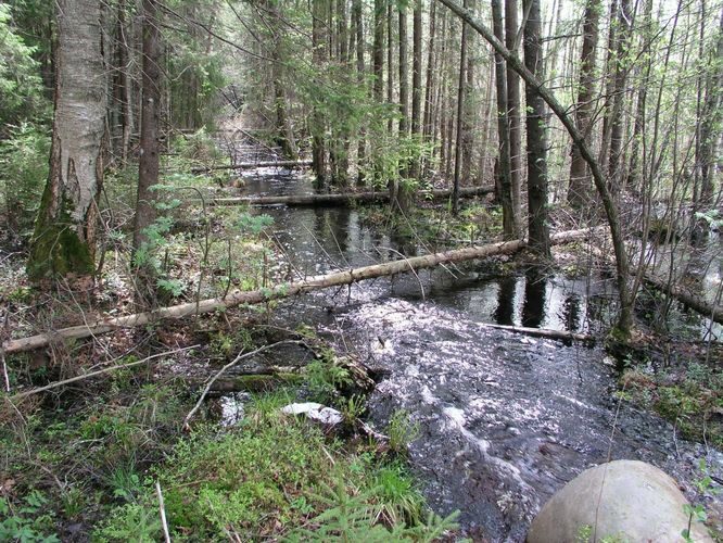 Maakond: Ida-Virumaa Veekogu nimi: Puhatu oja Pildistamise aeg: 21. mai 2003 Pildistaja: H. Timm Pildistamise koht: teadmata Asimuut: