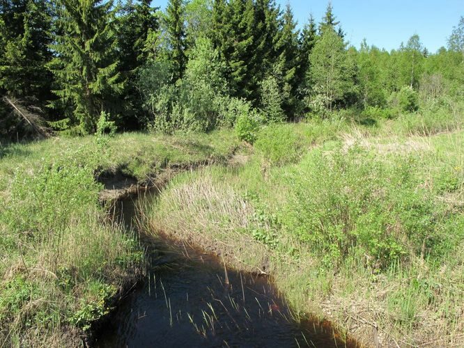 Maakond: Pärnumaa Veekogu nimi: Punaoja Pildistamise aeg: 20. mai 2010 Pildistaja: H. Timm Pildistamise koht: teadmata Asimuut: