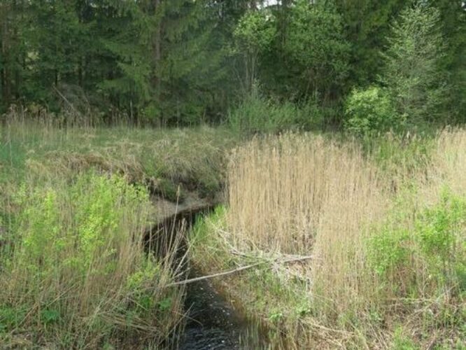 Maakond: Pärnumaa Veekogu nimi: Punaoja Pildistamise aeg: 21. mai 2014 Pildistaja: H. Timm Pildistamise koht: alamjooks Asimuut: