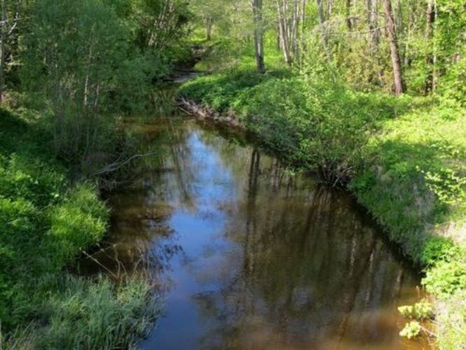 Maakond: Saaremaa Veekogu nimi: Punapea jõgi Pildistamise aeg: 21. mai 2011 Pildistaja: H. Timm Pildistamise koht: Mustjala - Võhma tee Asimuut: