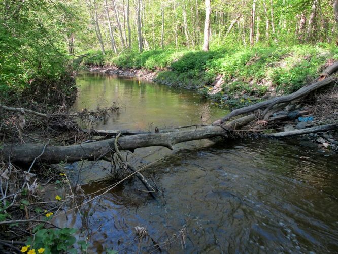 Maakond: Saaremaa Veekogu nimi: Punapea jõgi Pildistamise aeg: 21. mai 2011 Pildistaja: H. Timm Pildistamise koht: Mustjala - Võhma tee Asimuut: