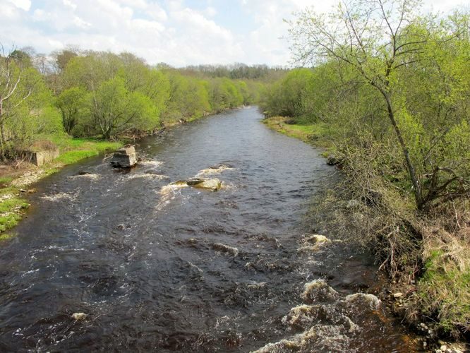 Maakond: Ida-Virumaa Veekogu nimi: Purtse jõgi Pildistamise aeg: 13. mai 2010 Pildistaja: H. Timm Pildistamise koht: suue Asimuut: