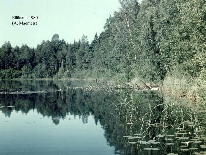 Maakond: Ida-Virumaa Veekogu nimi: Räätsma järv Pildistamise aeg: 1980 Pildistaja: A. Mäemets Pildistamise koht: teadmata Asimuut: