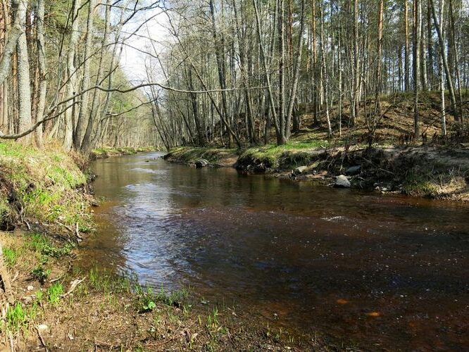 Maakond: Pärnumaa Veekogu nimi: Rannametsa jõgi Pildistamise aeg: 9. mai 2013 Pildistaja: H. Timm Pildistamise koht: teadmata Asimuut: