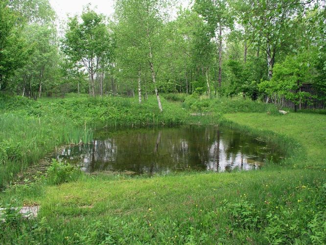 Maakond: Läänemaa Veekogu nimi: Rannametsa talu tiik Pildistamise aeg: 5. juuni 2005 Pildistaja: H. Timm Pildistamise koht: Penijõe Asimuut: