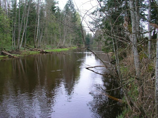 Maakond: Ida-Virumaa Veekogu nimi: Rannapungerja jõgi Pildistamise aeg: 7. mai 2009 Pildistaja: H. Timm Pildistamise koht: Roostoja tee ääres Asimuut: