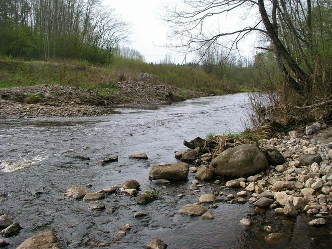 Maakond: Ida-Virumaa Veekogu nimi: Rannapungerja jõgi Pildistamise aeg: 7. mai 2009 Pildistaja: H. Timm Pildistamise koht: Tudulinna paisu all Asimuut: