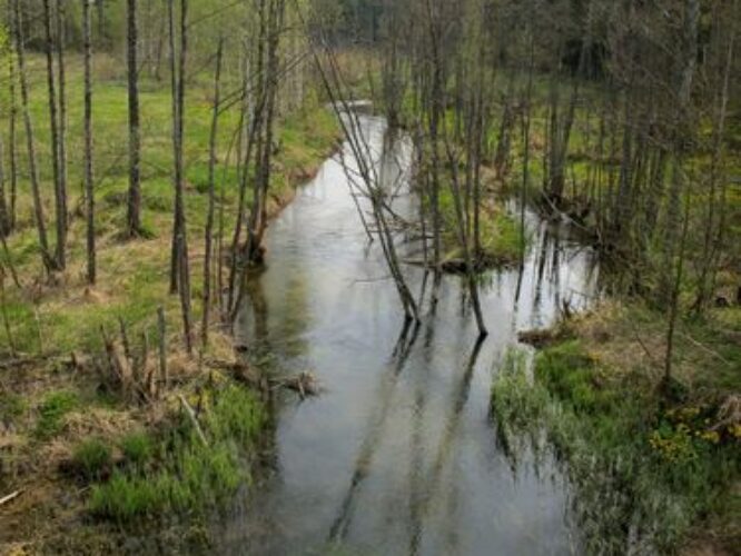 Maakond: Ida-Virumaa Veekogu nimi: Rannapungerja jõgi Pildistamise aeg: 13. mai 2010 Pildistaja: H. Timm Pildistamise koht: Sõrumäe Asimuut: