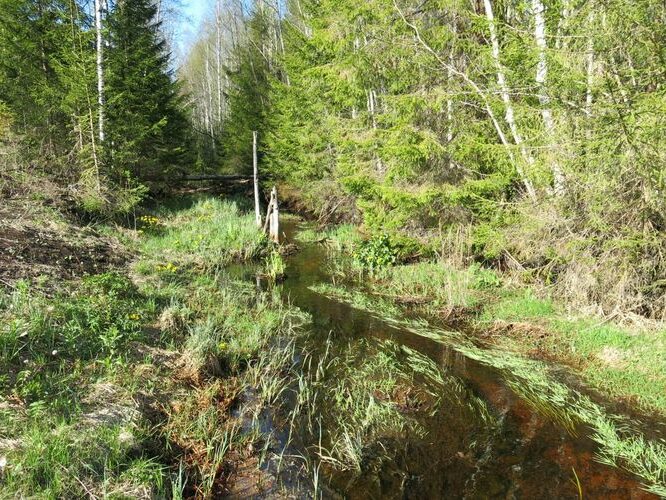 Maakond: Ida-Virumaa Veekogu nimi: Rauakõrve oja Pildistamise aeg: 15. mai 2013 Pildistaja: H. Timm Pildistamise koht: teadmata Asimuut: