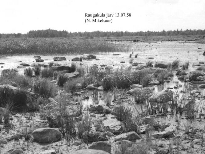 Maakond: Saaremaa Veekogu nimi: Rauguküla järv Pildistamise aeg: 13. juuli 1958 Pildistaja: N. Mikelsaar Pildistamise koht: teadmata Asimuut: