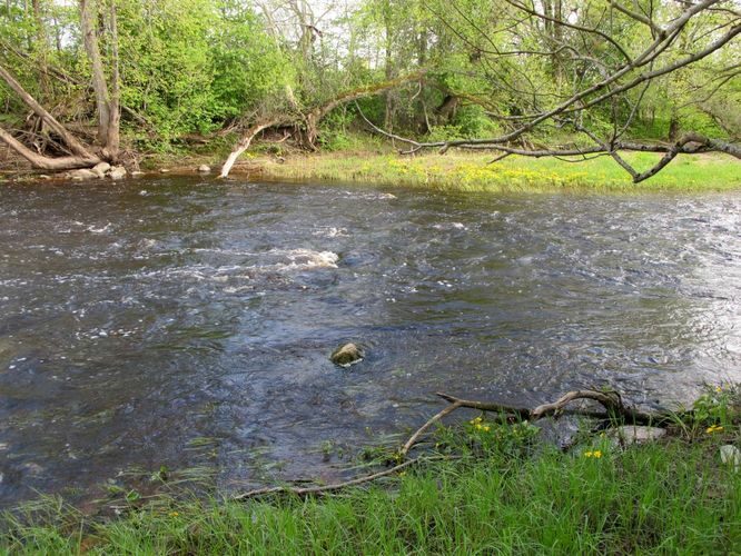 Maakond: Pärnumaa Veekogu nimi: Reiu jõgi Pildistamise aeg: 15. mai 2012 Pildistaja: H. Timm Pildistamise koht: Laadi Asimuut: