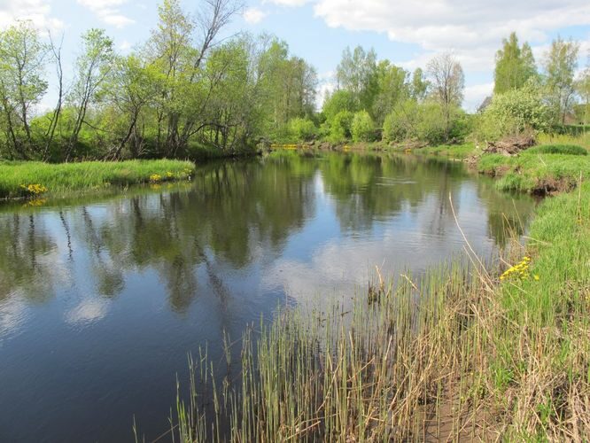 Maakond: Pärnumaa Veekogu nimi: Reiu jõgi Pildistamise aeg: 15. mai 2012 Pildistaja: H. Timm Pildistamise koht: Metsaääre Asimuut: