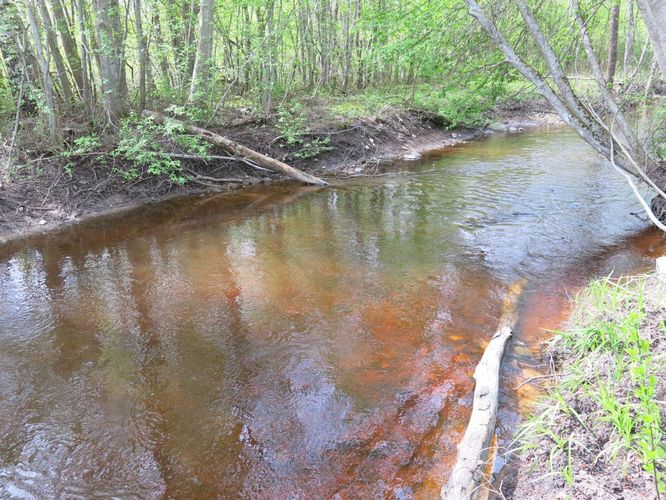 Maakond: Läänemaa Veekogu nimi: Riguldi jõgi Pildistamise aeg: 14. mai 2014 Pildistaja: H. Timm Pildistamise koht: alamjooks Asimuut: