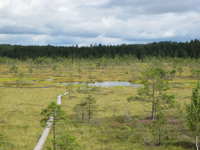 Maakond: Pärnumaa Veekogu nimi: Riisa raba laugas Pildistamise aeg: 20. august 2012 Pildistaja: H. Timm Pildistamise koht: teadmata Asimuut: