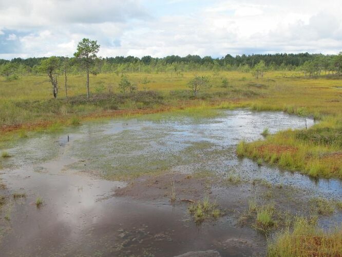 Maakond: Pärnumaa Veekogu nimi: Riisa raba laugas Pildistamise aeg: 20. august 2012 Pildistaja: H. Timm Pildistamise koht: teadmata Asimuut: