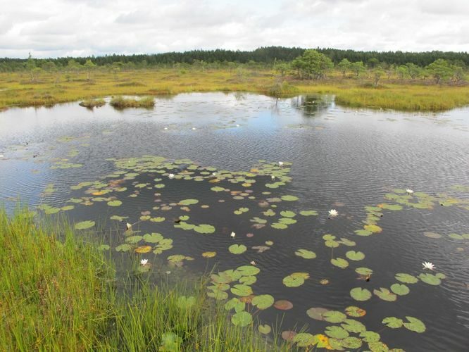 Maakond: Pärnumaa Veekogu nimi: Riisa raba laugas Pildistamise aeg: 20. august 2012 Pildistaja: H. Timm Pildistamise koht: teadmata Asimuut: