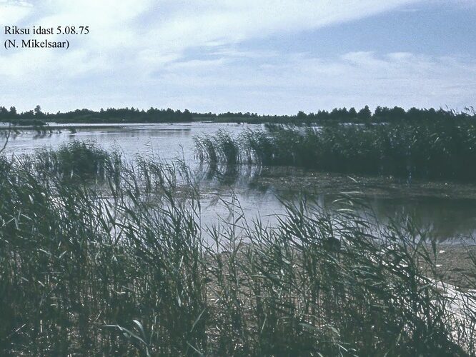 Maakond: Saaremaa Veekogu nimi: Riksu laht Pildistamise aeg: 5. august 1975 Pildistaja: N. Mikelsaar Pildistamise koht: E kaldalt Asimuut: